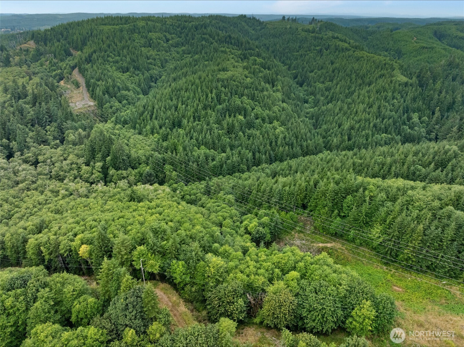 a view of a lush green forest with trees and grass