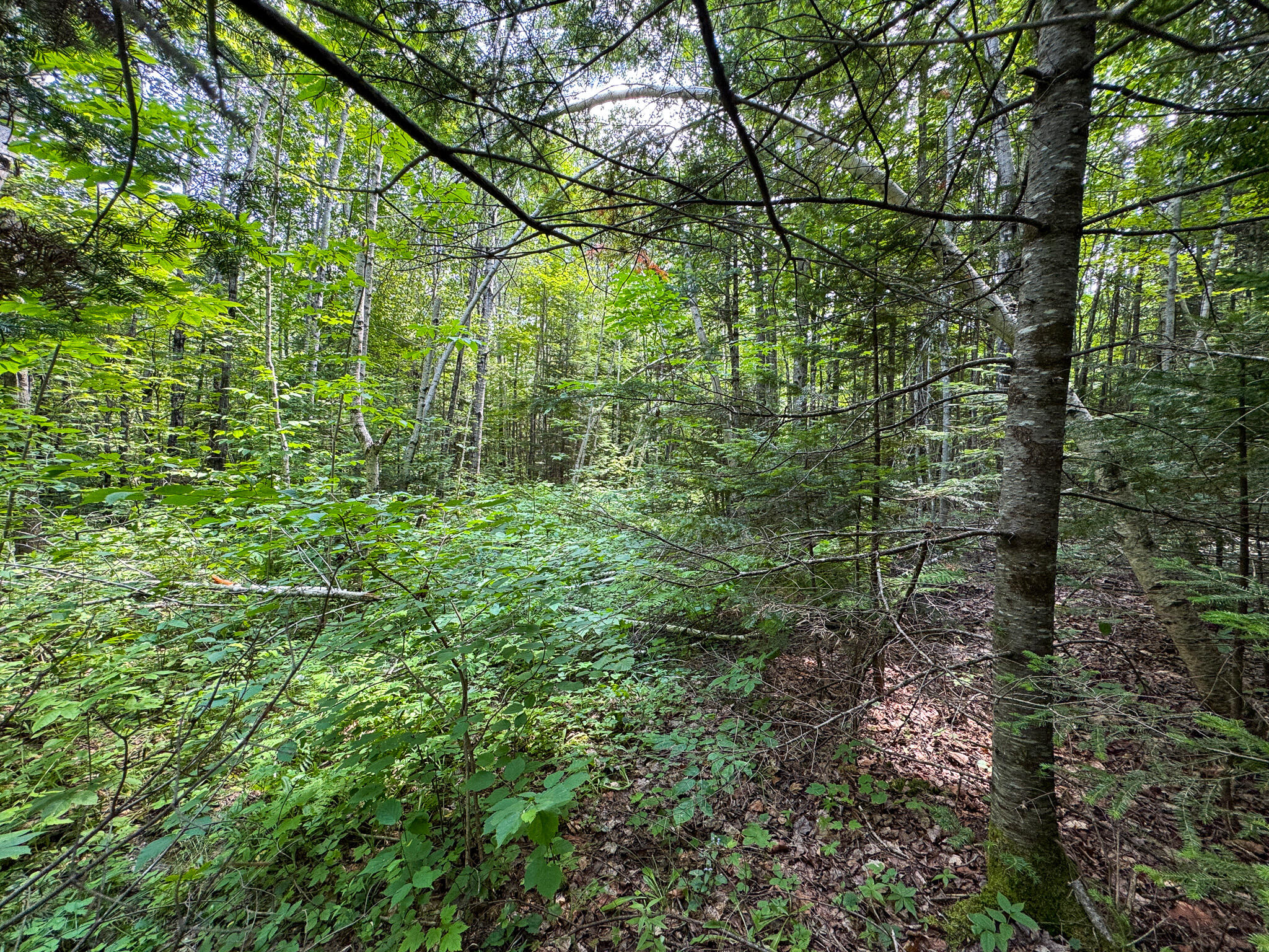 M11-l11 Sheepskin Road Carroll Plt, ME 04487 - Photo 23 of 47 22