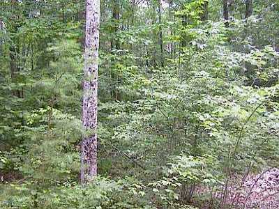N/a Trivette Road Beaverdam, VA 23015 - Photo 1 of 1 Exterior Front - Property Photo-1