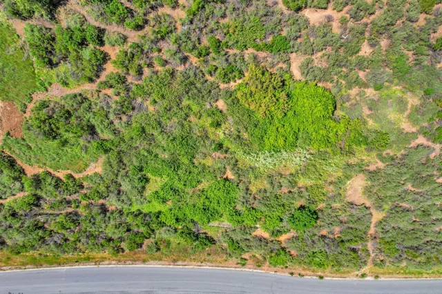 a view of a garden with a plant