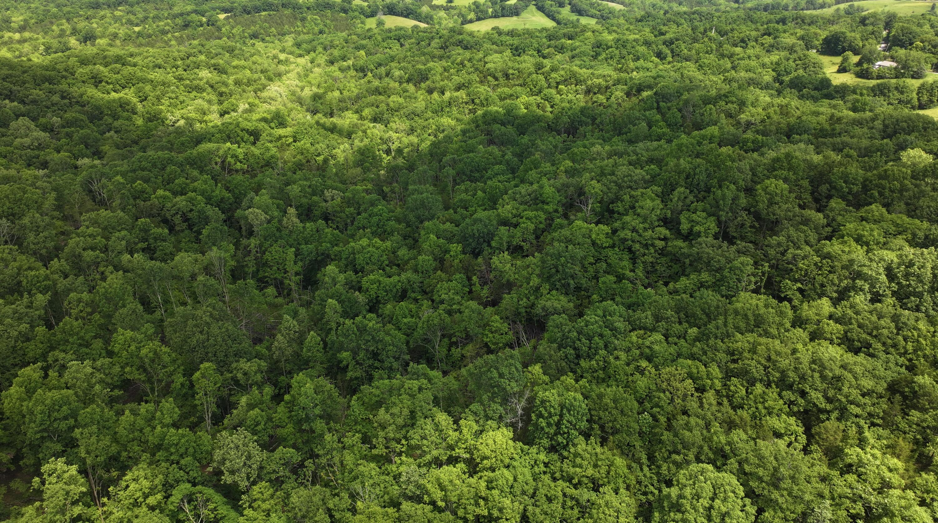 3990 Claxon Ridge Road Owenton, KY 40359 - Photo 14 of 19