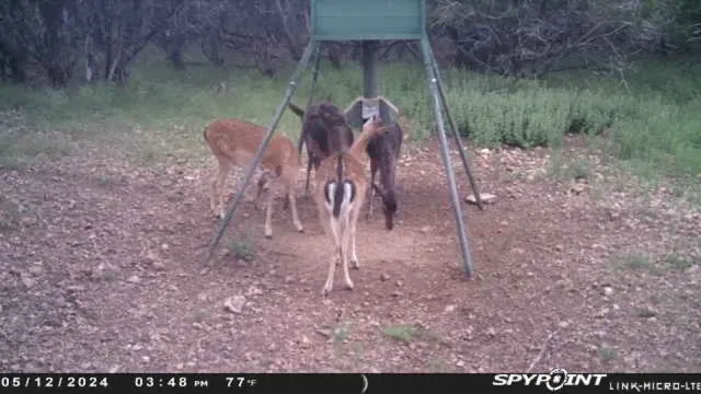 $1,350,000 | 419 Yellowstone Lane, Hunt, TX 78024