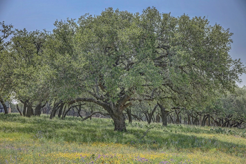419 Yellowstone Lane Hunt, TX 78024 - Photo 15 of 73