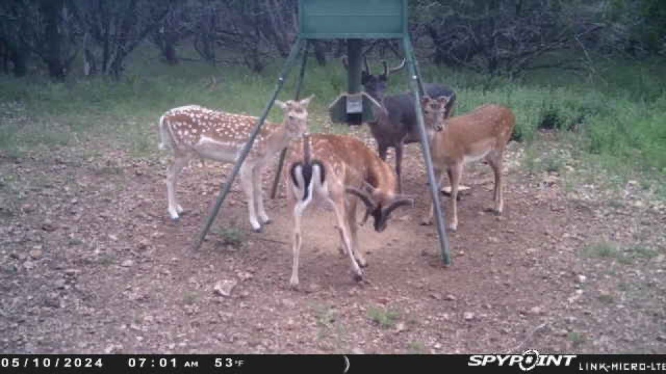 419 Yellowstone Lane Hunt, TX 78024 - Photo 16 of 73
