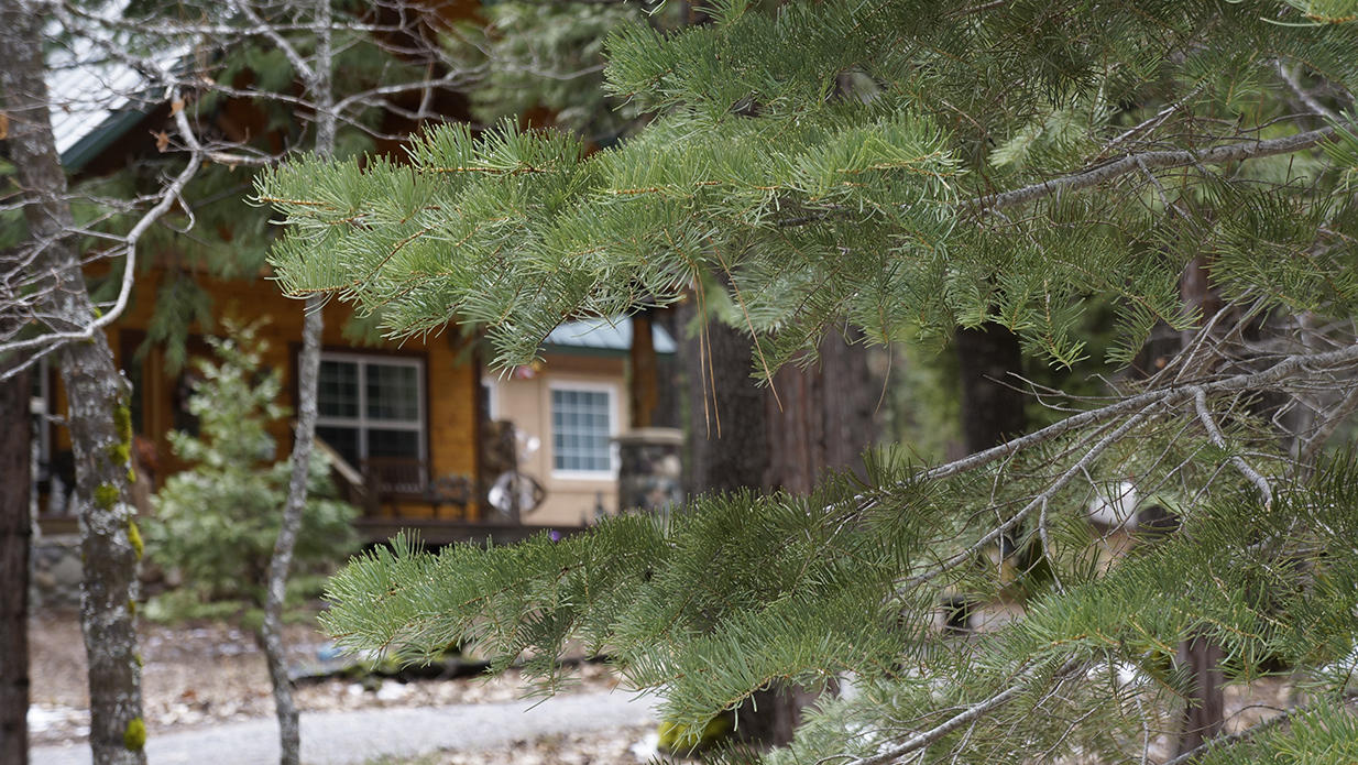6824 Wilson Hill Road Shingletown, CA 96088 - Photo 10 of 56 Pine Trees