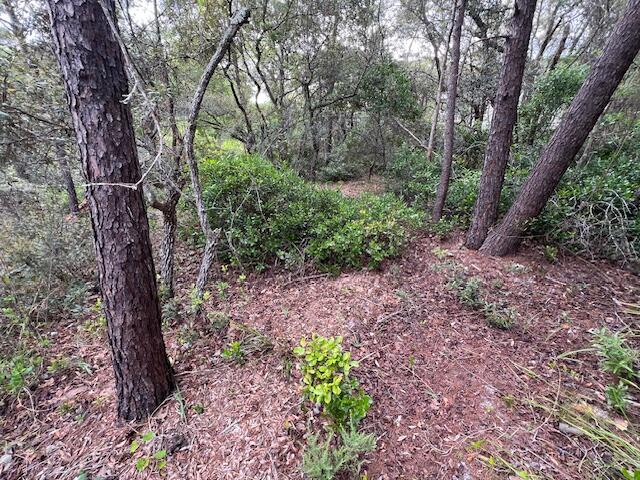 Lot 5 West Okeechobee Santa Rosa Beach Santa Rosa Beach, FL 32459 - Photo 13 of 28 a view of a yard with lots of trees