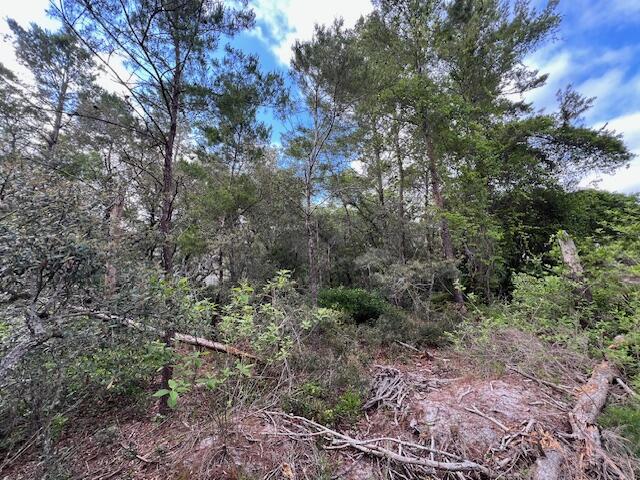 Lot 5 West Okeechobee Santa Rosa Beach Santa Rosa Beach, FL 32459 - Photo 8 of 28 a view of a forest with a tree