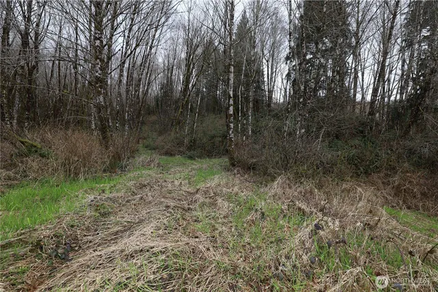 a view of a forest with trees in the background