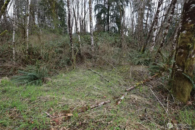 a view of a forest with trees in the background