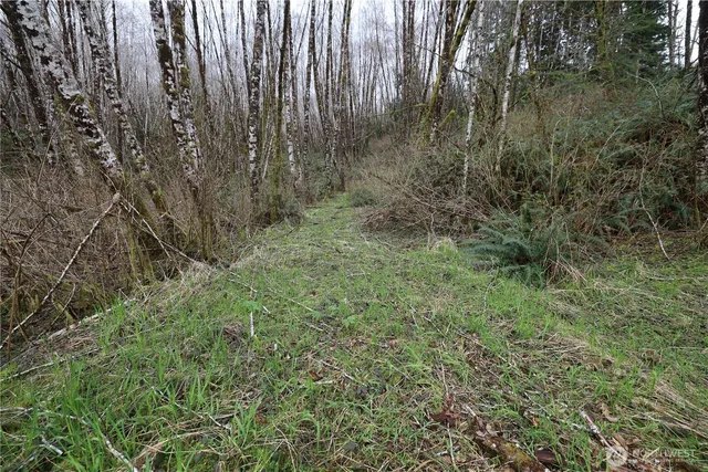a view of a forest with trees in the background