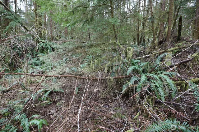 a view of a forest with a tree