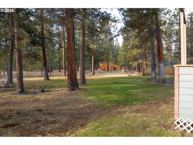 a view of a park with large trees