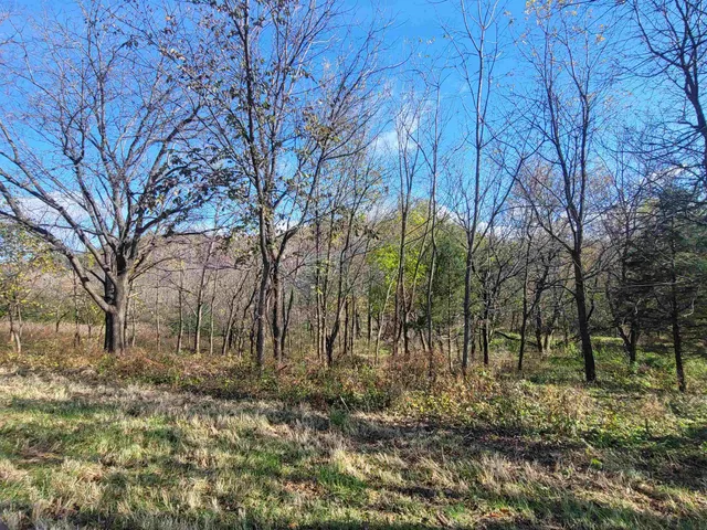 a view of yard with trees