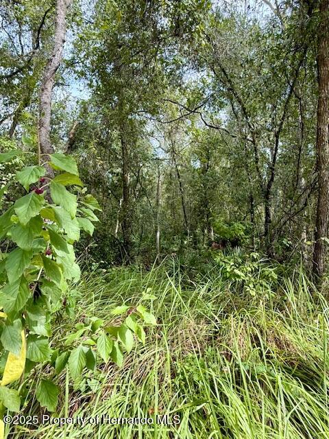 0 Gresham Road Webster, FL 33597 - Photo 13 of 18 IMG_2935