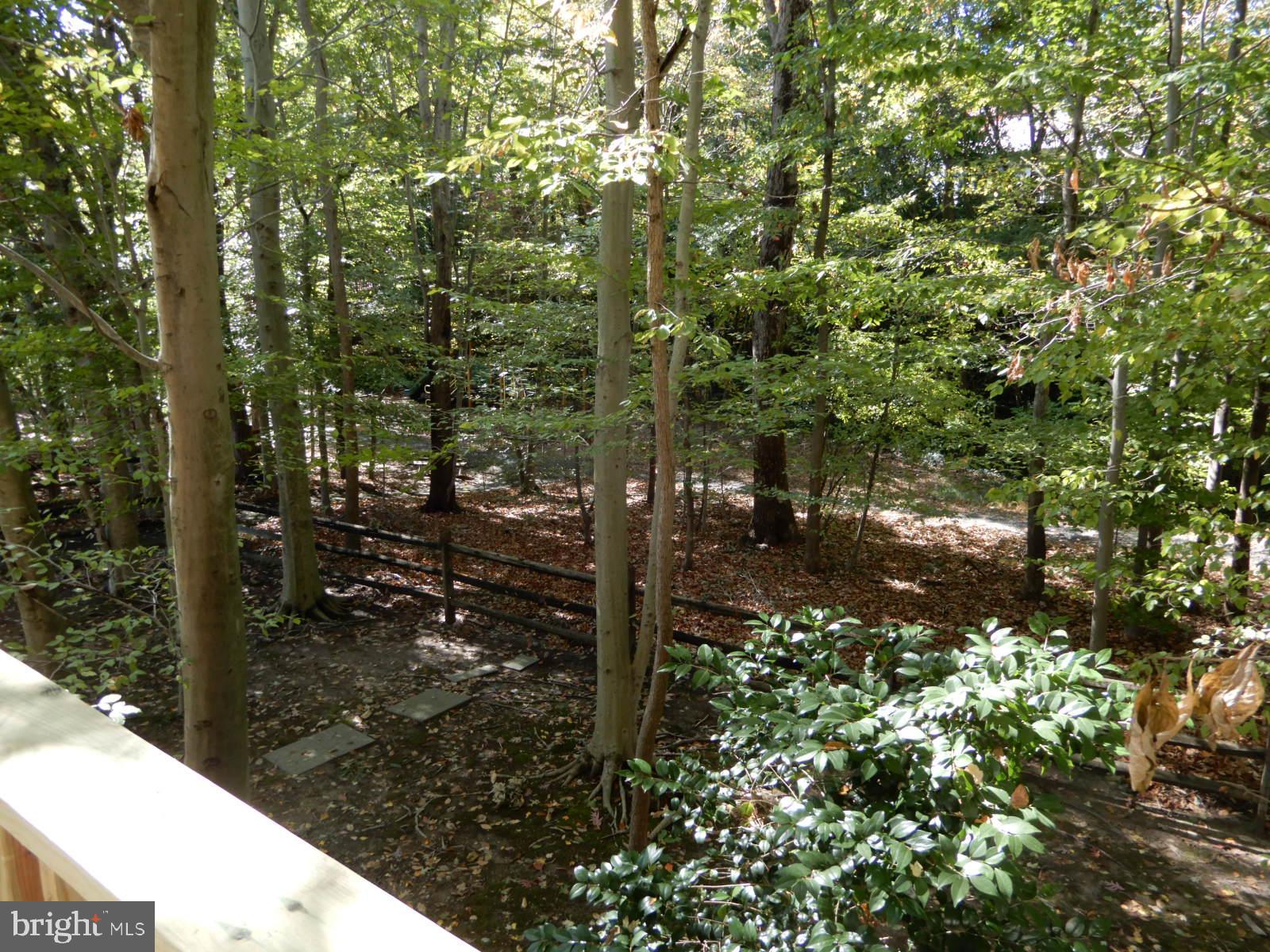 7014 Maple Tree Lane Springfield, VA 22152 - Photo 50 of 56 a view of a forest with a tree