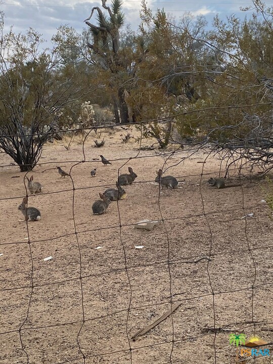 6638 Outpost Road Joshua Tree, CA 92252 - Photo 5 of 11 a view of a dry yard with wooden fence