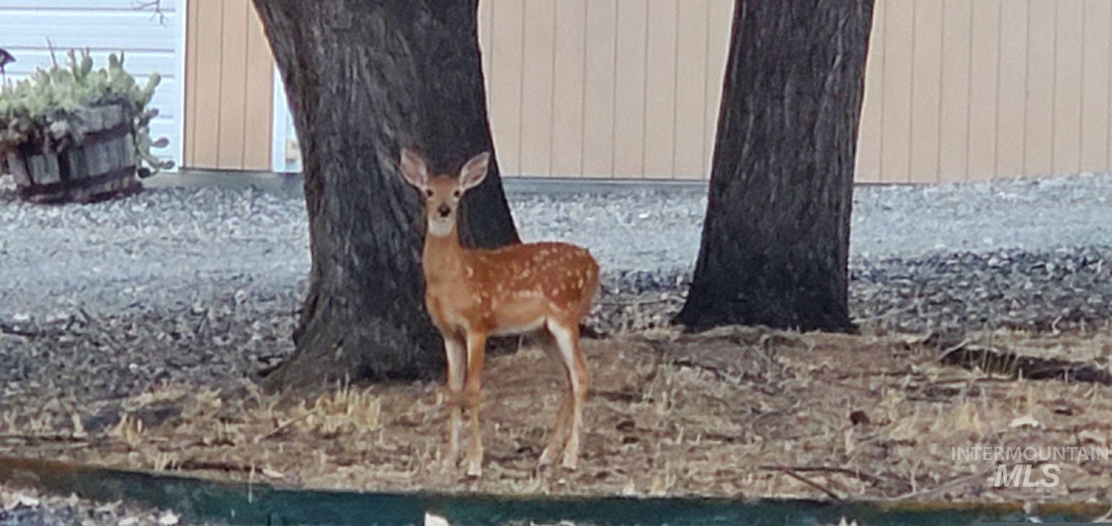 227 Doumecq Road White Bird, ID 83554 - Photo 20 of 20