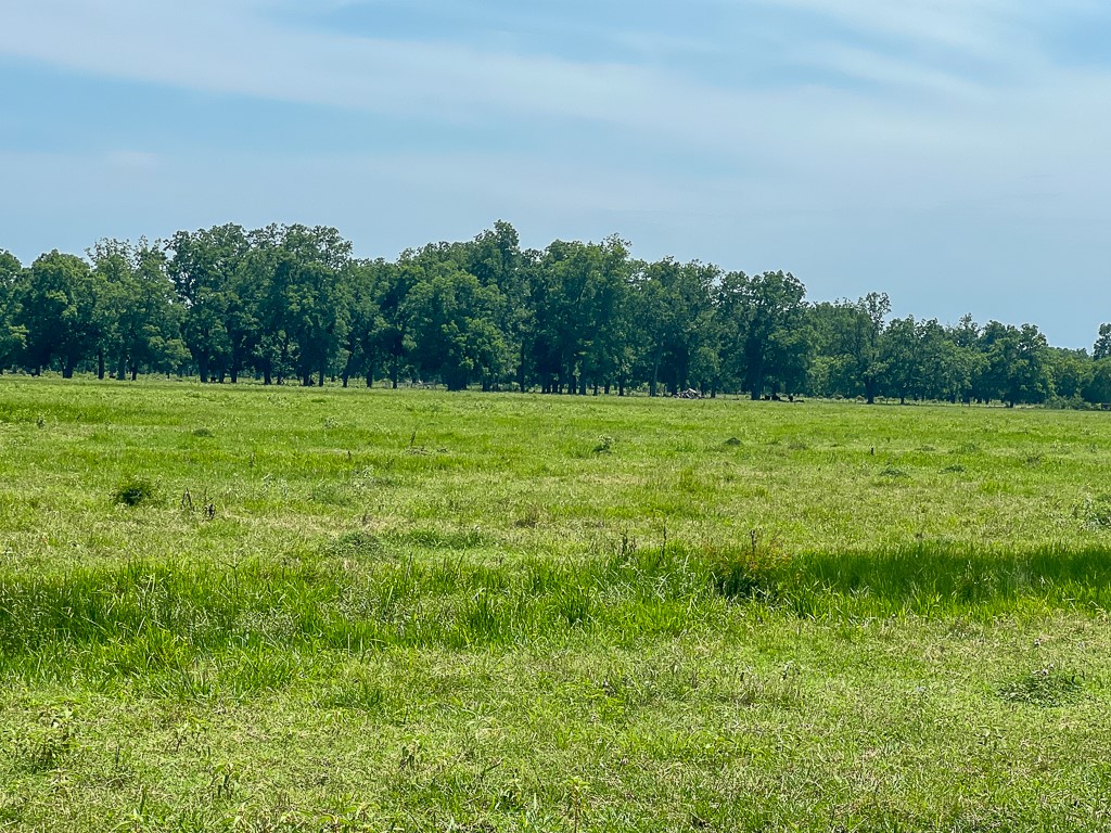 46 Fm 2548 Street East Midway, TX 75852 - Photo 5 of 31 a view of a field with an trees in the background