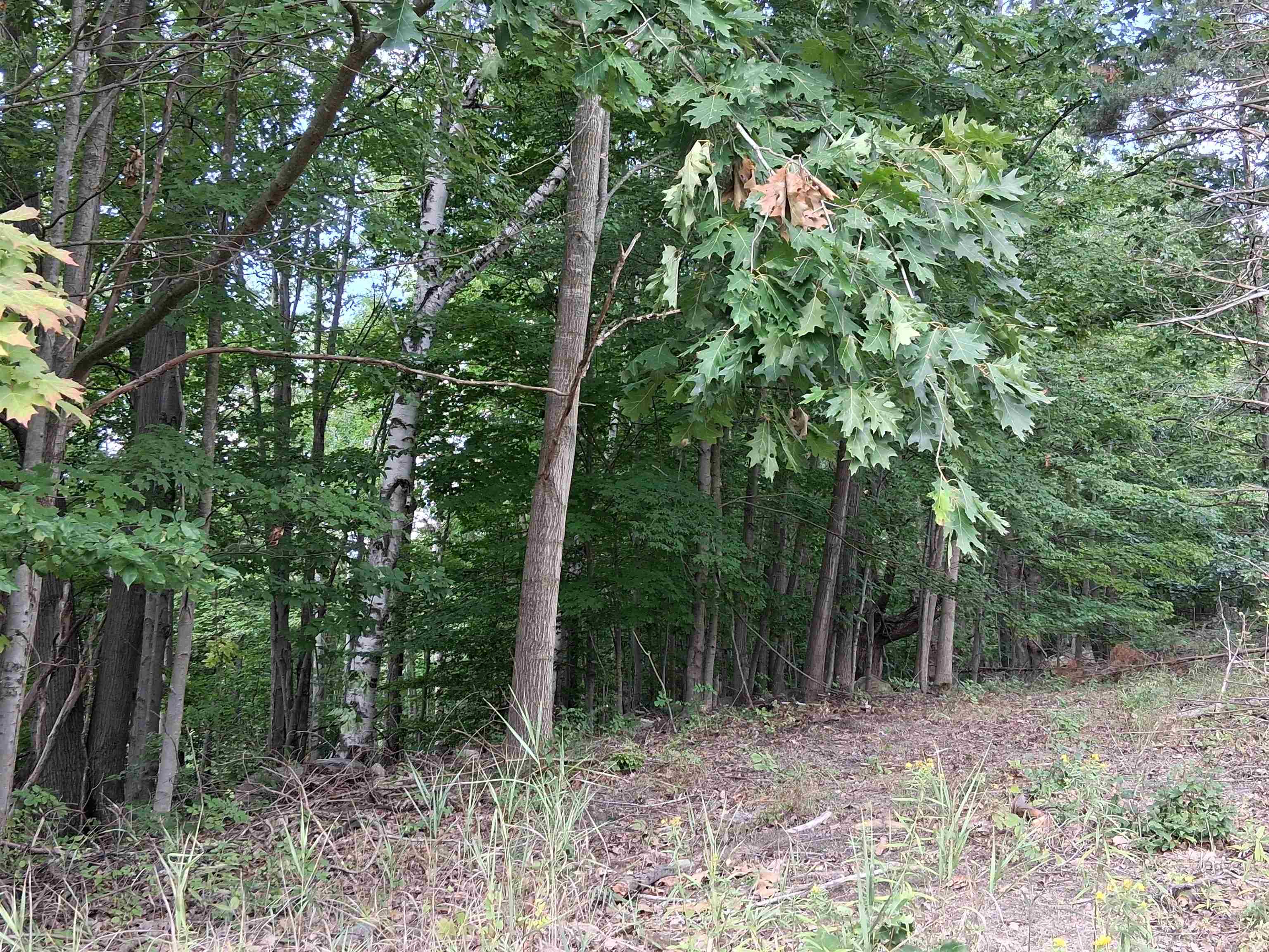 9713 North Glass Road Farwell, MI 48622 - Photo 16 of 30 Gallery Image 16