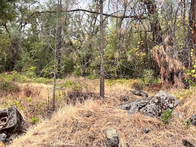 0 Lower Wyandotte Road Oroville, CA 95966 - Photo 12 of 22 a view of a yard with large trees
