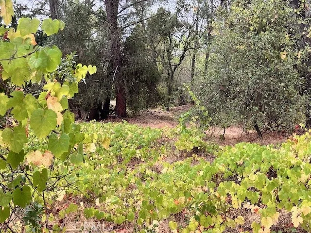 0 Lower Wyandotte Road Oroville, CA 95966 - Photo 13 of 22