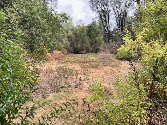 0 Lower Wyandotte Road Oroville, CA 95966 - Photo 16 of 22 a view of a yard with a tree
