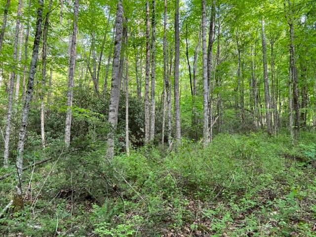 0 Sink Valley Road Butler, TN 37640 - Photo 2 of 10 IMG_0558