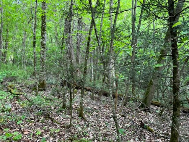 0 Sink Valley Road Butler, TN 37640 - Photo 3 of 10 IMG_0559