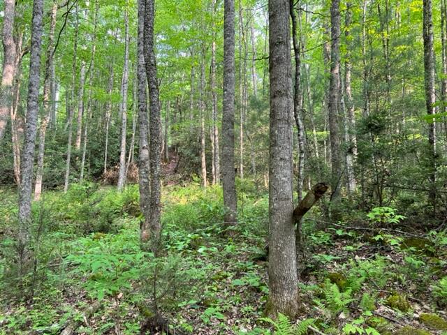 0 Sink Valley Road Butler, TN 37640 - Photo 4 of 10 IMG_0560