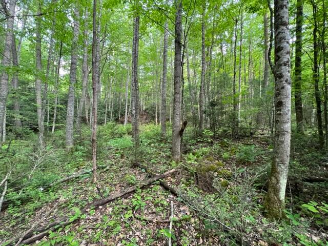 0 Sink Valley Road Butler, TN 37640 - Photo 5 of 10 IMG_0561