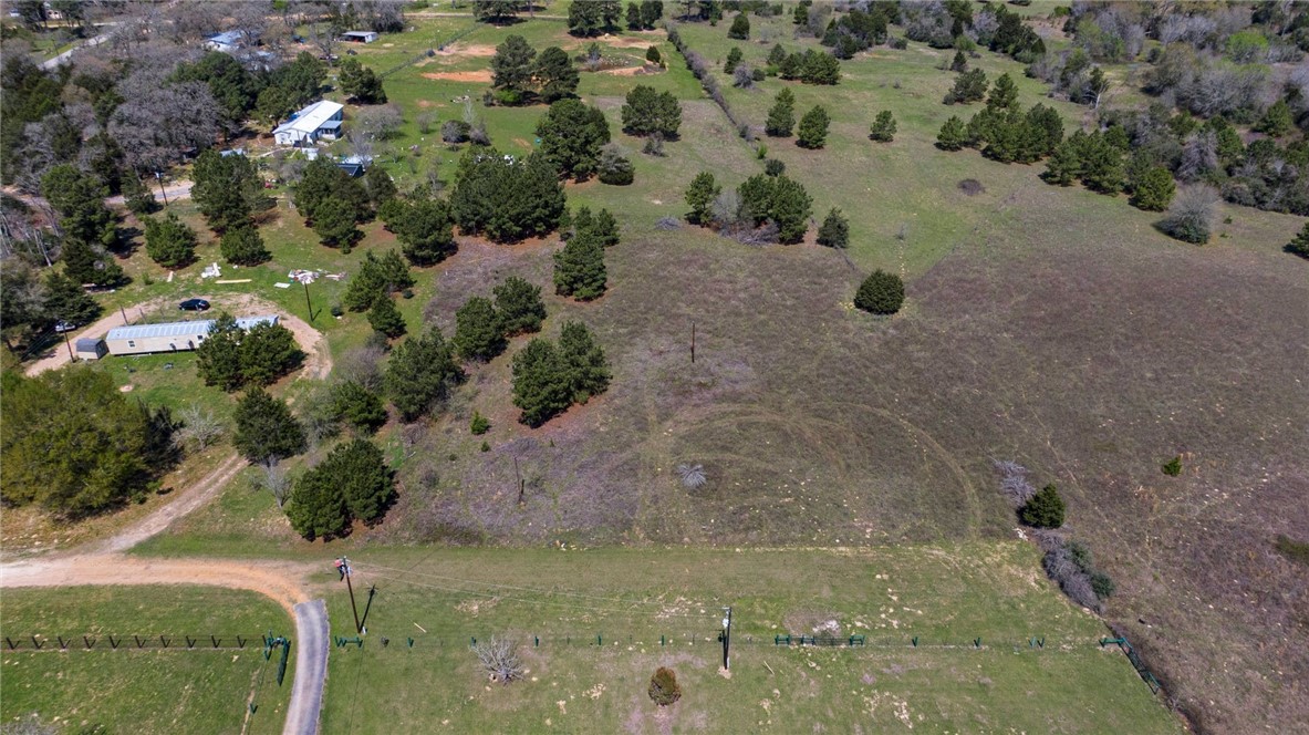 a view of a forest with a tree