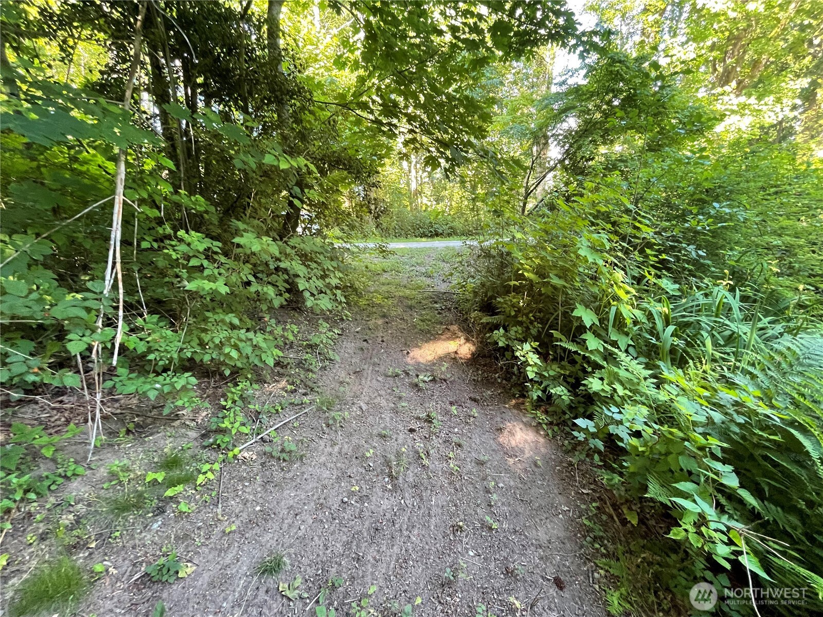 13 K Beach Way Everett, WA 98201 - Photo 20 of 35 a view of a forest with lots of trees