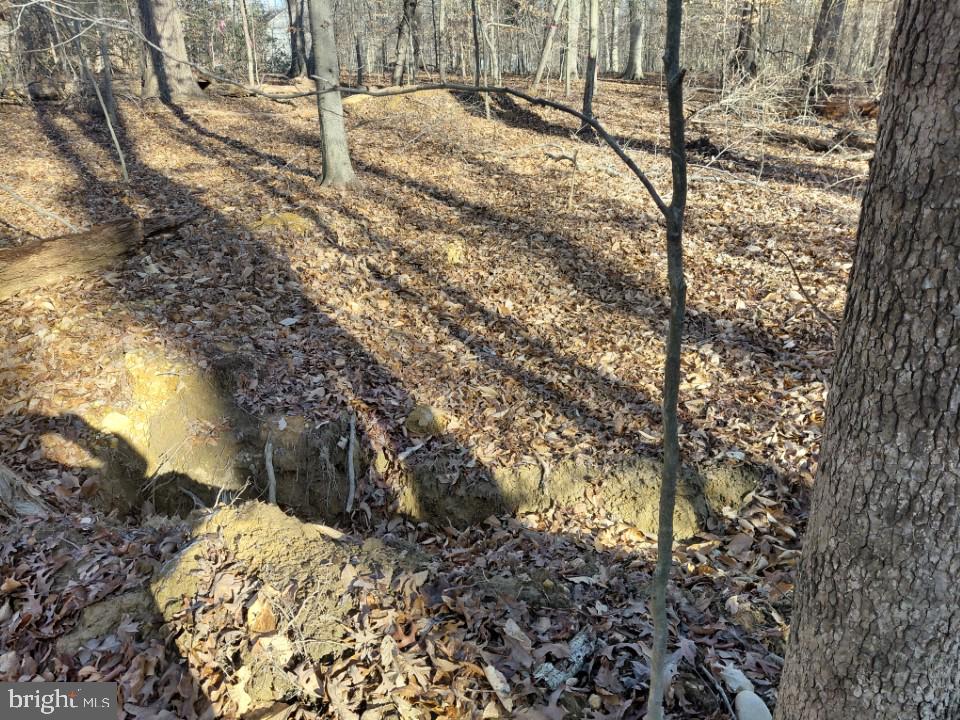 7060 Annapolis Woods Road La Plata, MD 20646 - Photo 3 of 7 a backyard of a house with large trees