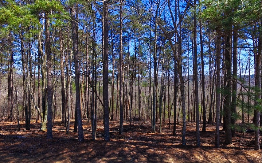 Lt178 Doll Mountain Road Ellijay, GA 30540 - Photo 2 of 4 Additional View