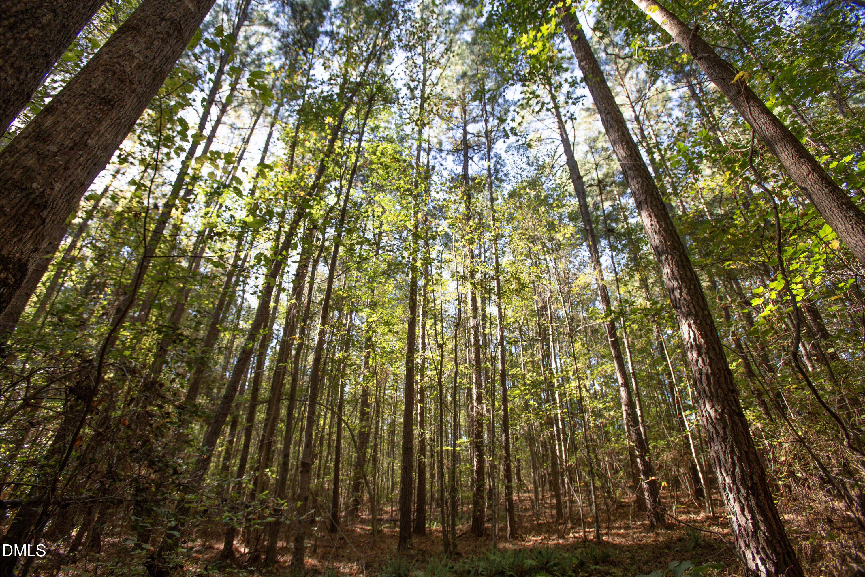 251 Red Wells Road Spring Hope, NC 27882 - Photo 15 of 18 Redwells Road 13