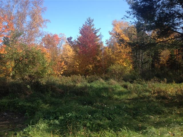 613 Wallingford Pond Road Wallingford, VT 05742 - Photo 3 of 28