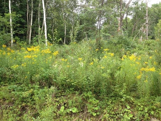 613 Wallingford Pond Road Wallingford, VT 05742 - Photo 8 of 28