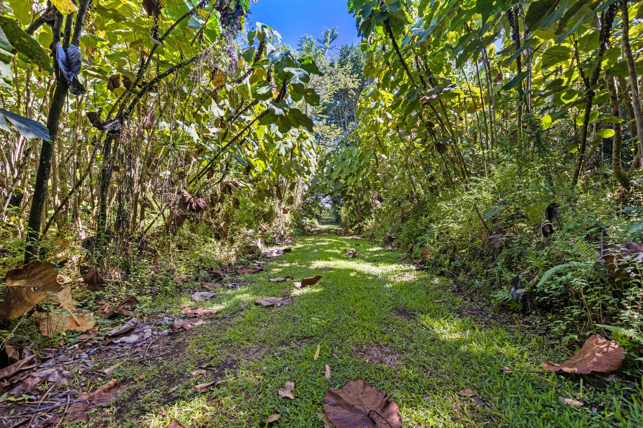 15-2649 Government Beach Road Pahoa, HI 96778 - Photo 7 of 30