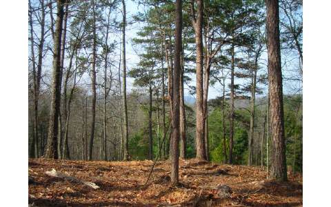 1 Jonica Gap Road Morganton, GA 30560 - Photo 1 of 1 Main View