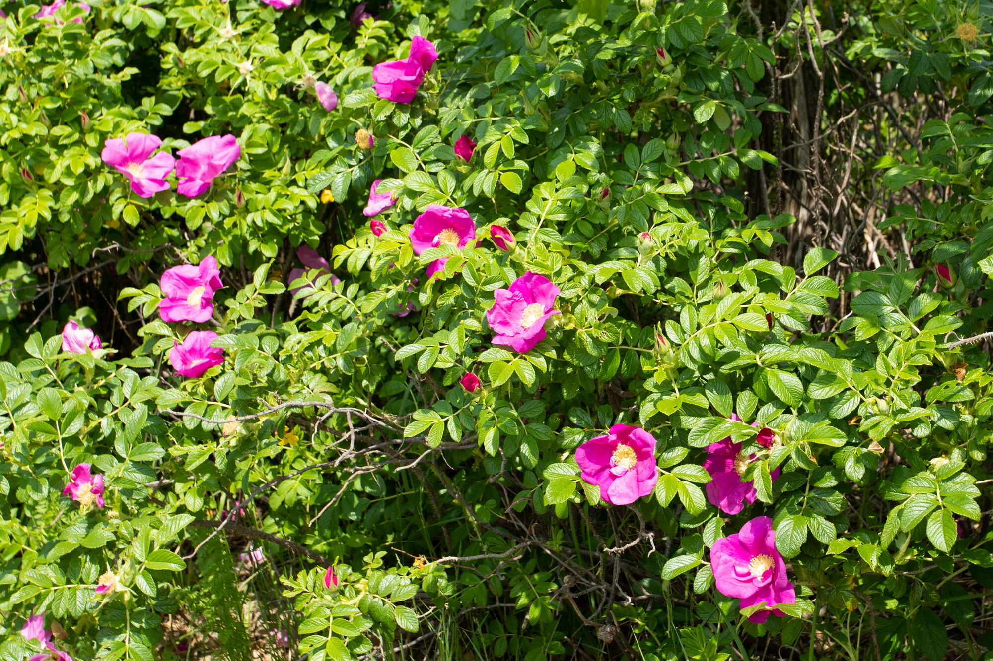 21 Captain Isiah's Road Cotuit, MA 02635 - Photo 43 of 47 a flower view