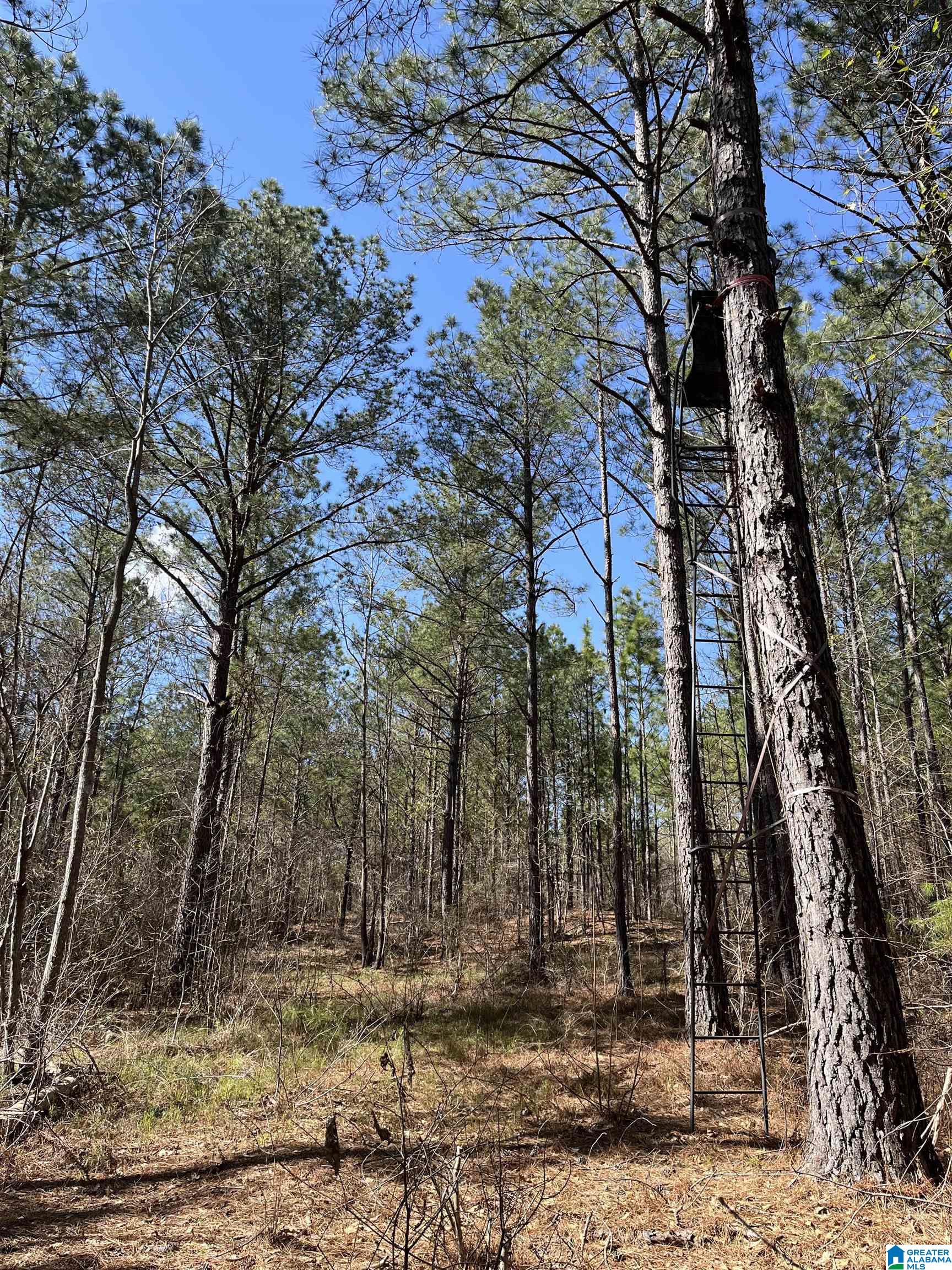 1354 Yeager Road Brent, AL 35034 - Photo 25 of 50 Gallery Image 25