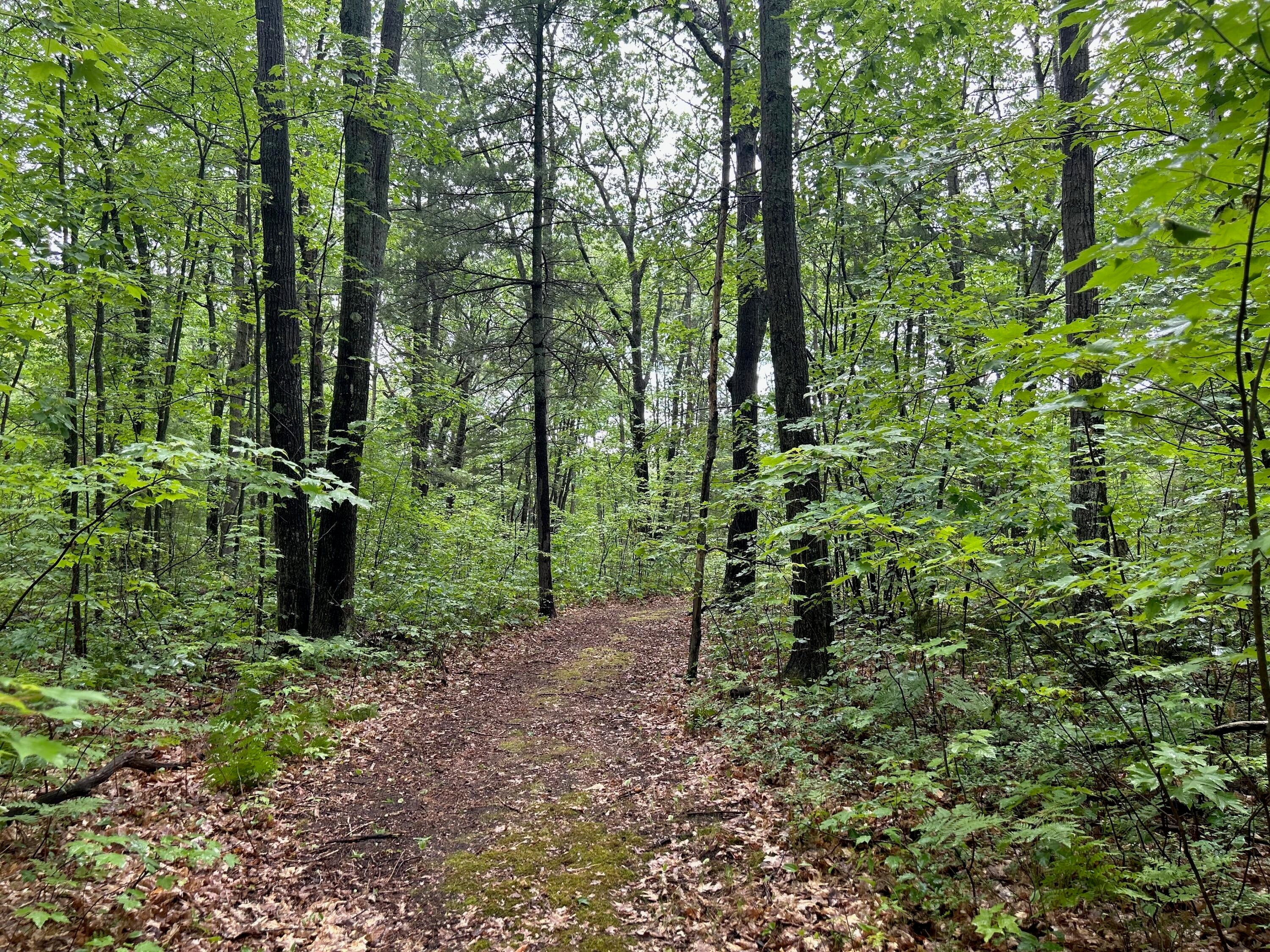277 Ranch Road Indian River, MI 49749 - Photo 14 of 17 Gallery Image 14