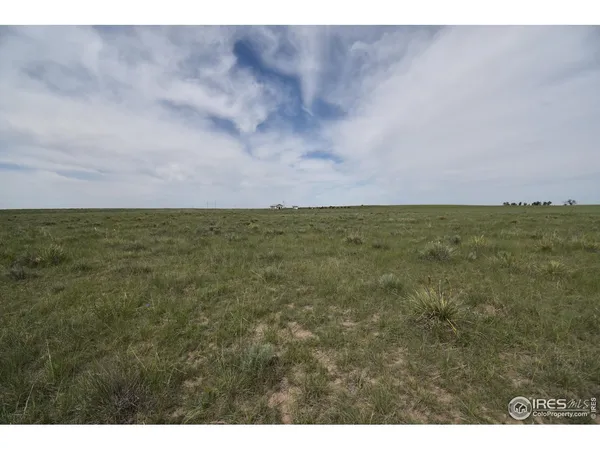 a view of a big yard with lots of bushes