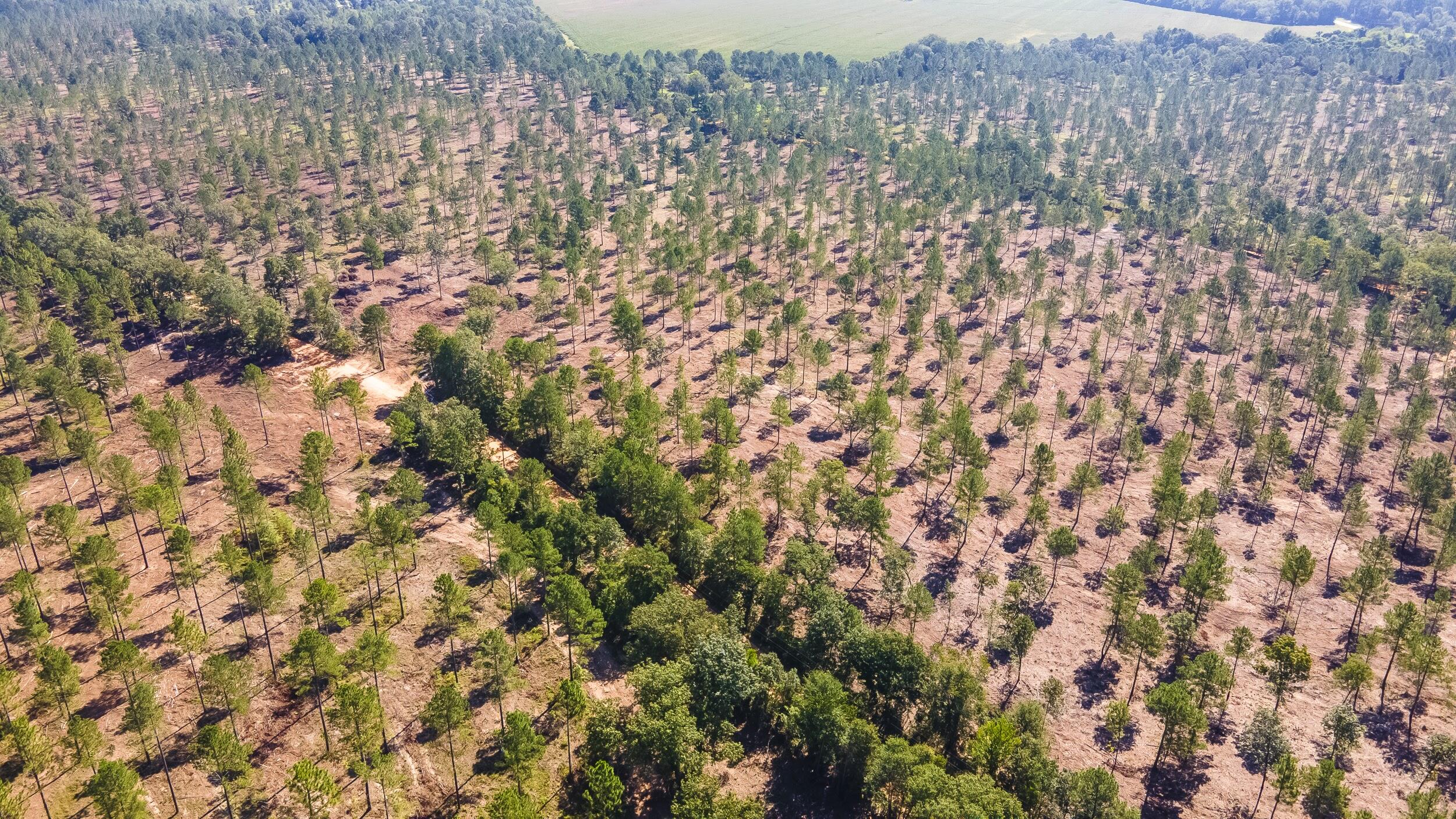 Lot 6 Bluffwood Road Wagener, SC 29164 - Photo 13 of 15