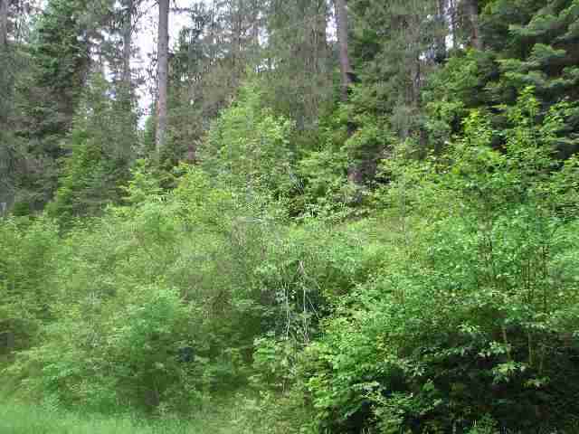 197-xx East Elliot Road Mead, WA 99021 - Photo 5 of 6