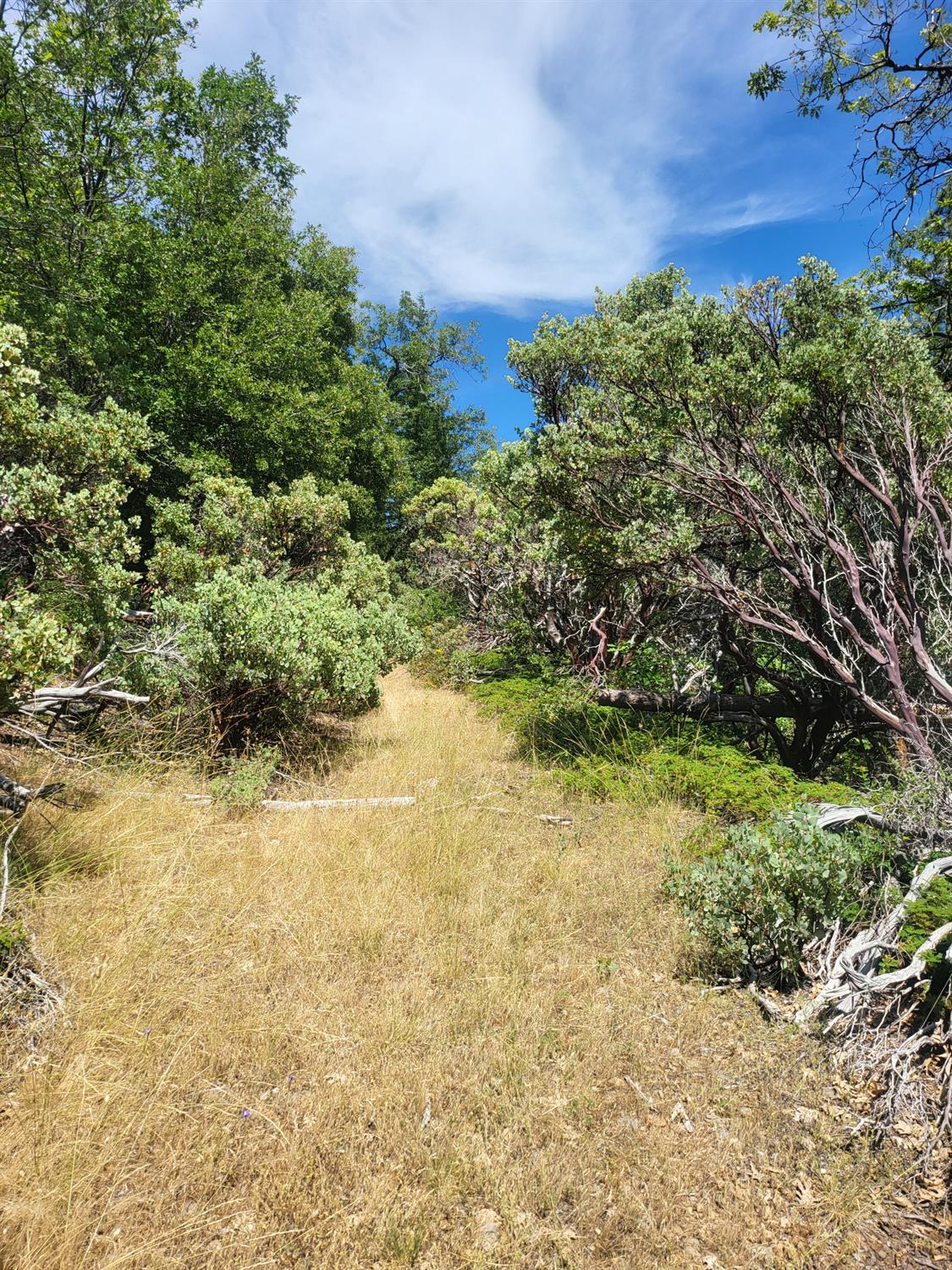 15555 Buckeye Ridge Road Nevada City, CA 95959 - Photo 2 of 6 a view of a yard with plants and a bench
