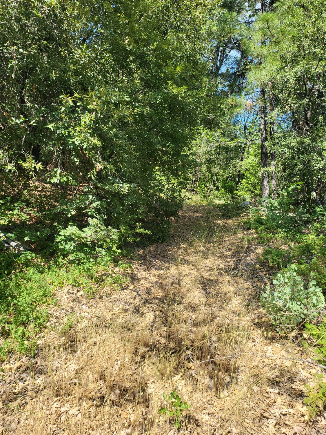 15555 Buckeye Ridge Road Nevada City, CA 95959 - Photo 3 of 6 a view of a yard with a tree