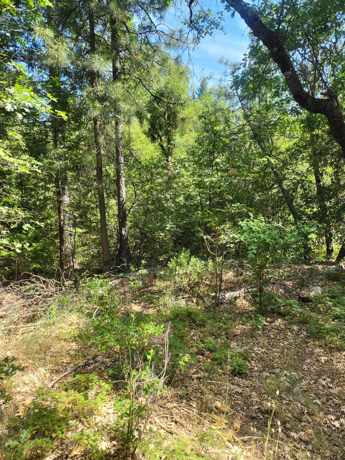 15555 Buckeye Ridge Road Nevada City, CA 95959 - Photo 4 of 6 a view of a yard