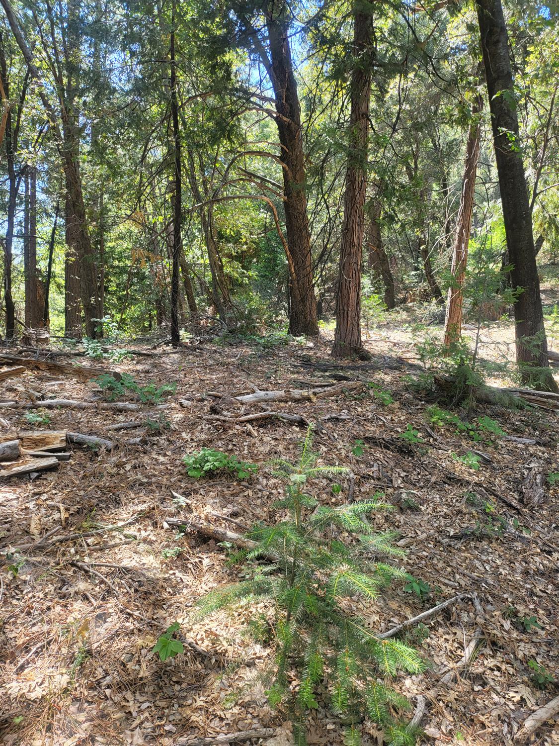 15555 Buckeye Ridge Road Nevada City, CA 95959 - Photo 5 of 6 a view of a forest with trees