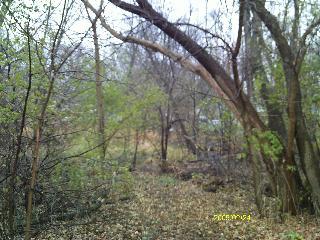 a view of a forest with lots of trees